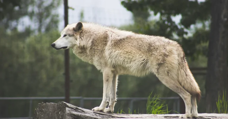 lone wolf